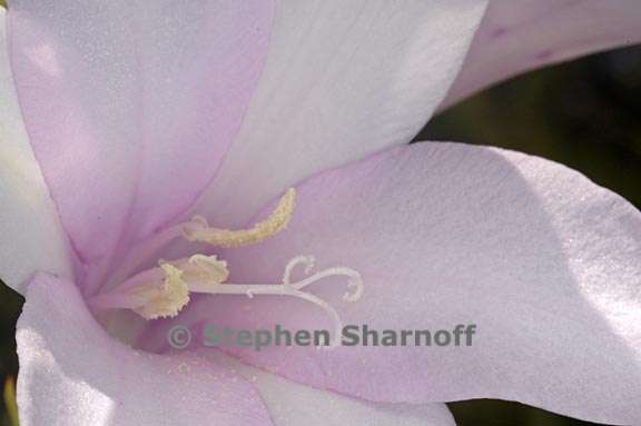 watsonia marginata graphic